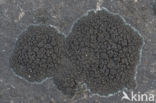 Ink lichen (Placynthium nigrum)