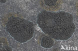 Ink lichen (Placynthium nigrum)