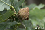 andricus fecundatrix