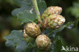 andricus fecundatrix