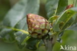 ananasgalwesp (andricus fecundatrix)