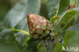 andricus fecundatrix