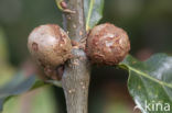 cola nut gall (andricus lignicolus)