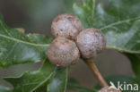 cola nut gall (andricus lignicolus)