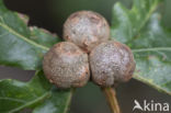 cola nut gall (andricus lignicolus)