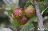 galappelwesp (cynips quercusfolii)