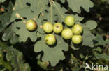 galappelwesp (cynips quercusfolii)