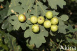 cynips quercusfolii