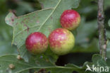 galappelwesp (cynips quercusfolii)