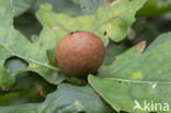 cherry gall (andricus kollari)
