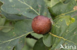 cherry gall (andricus kollari)