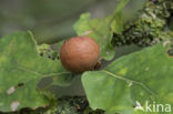 cherry gall (andricus kollari)