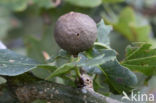 cherry gall (andricus kollari)