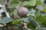 cherry gall (andricus kollari)