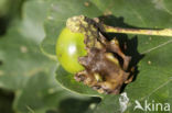Andricus quercuscallicis