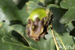 Andricus quercuscallicis