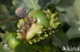 Andricus quercuscallicis