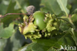 Andricus quercuscallicis