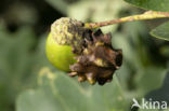 Andricus quercuscallicis