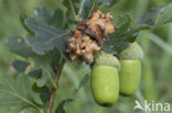 Andricus quercuscallicis