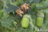 Knoppergal (Andricus quercuscallicis)