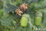 Andricus quercuscallicis
