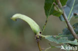 ramshorn gall (andricus aries)