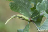 ramshoorngal (andricus aries)