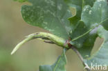 ramshorn gall (andricus aries)