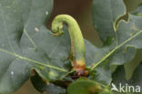 ramshorn gall (andricus aries)