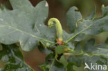 ramshorn gall (andricus aries)