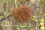 diplolepis rosae