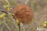 diplolepis rosae
