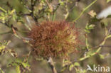diplolepis rosae