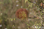 diplolepis rosae