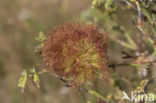 rozenmosgalwesp (diplolepis rosae)