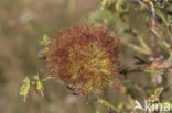 diplolepis rosae