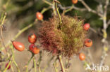 diplolepis rosae