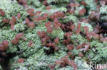 red moor crust (baeomyces rufus)