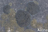 Ink lichen (Placynthium nigrum)