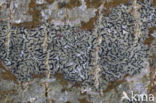 Opegrapha herbarum