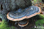 Red Banded Polypore (Fomitopsis pinicola)