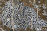 Opegrapha herbarum