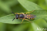 Bijenwolf (Philanthus triangulum)