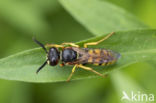 Beewolf (Philanthus triangulum)