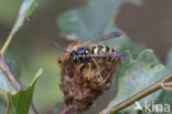 Gewone wesp (Vespula vulgaris)