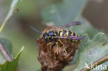 Gewone wesp (Vespula vulgaris)