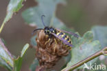 Gewone wesp (Vespula vulgaris)