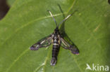 White-barred Clearwing (Synanthedon spheciformis)