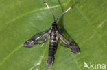 White-barred Clearwing (Synanthedon spheciformis)